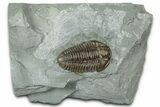 Prone Flexicalymene Trilobite - Mt Orab, Ohio #358143-1